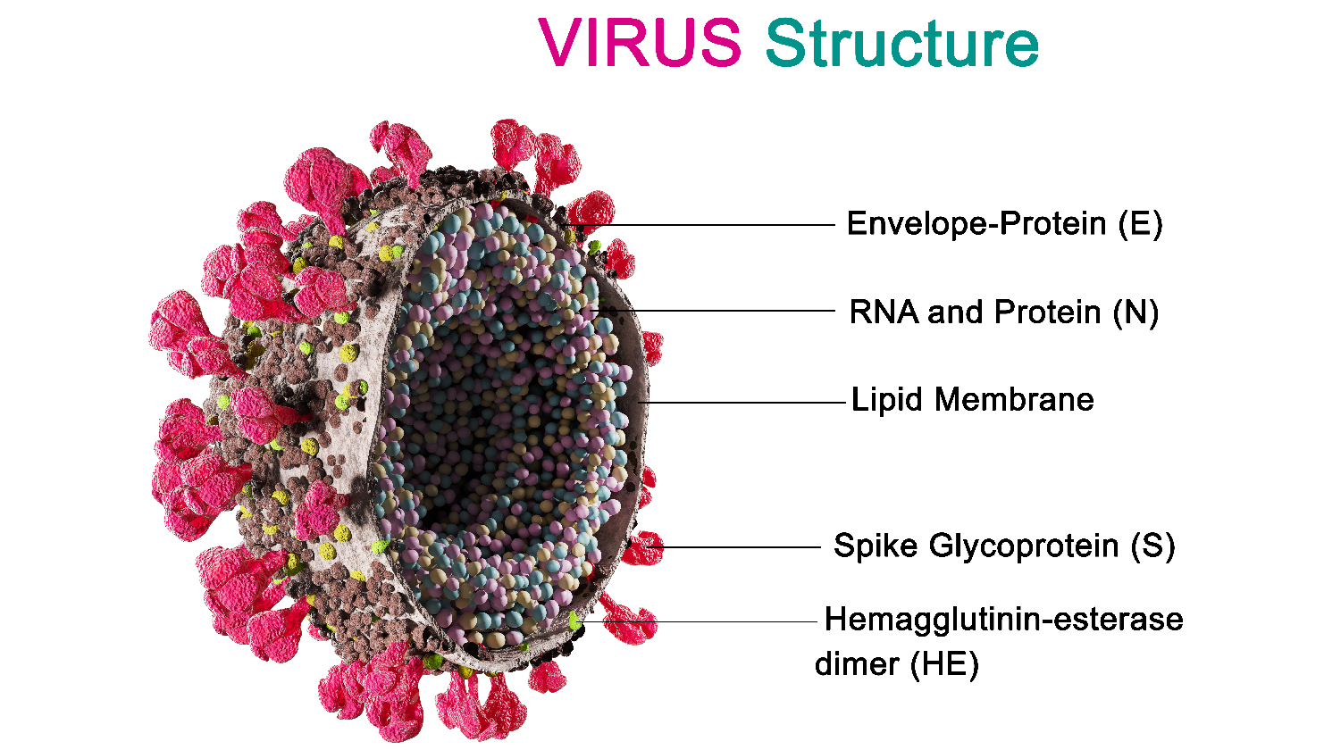 Exploring the fascinating world of viruses: Types and structures.